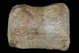 Unidentified Fossil Caudal Vertebrae - Hell Creek Formation #66477-1